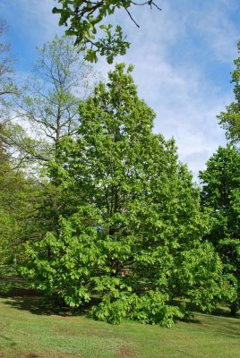 Quercus macranthera - dub velkokvětý - jarní habitus